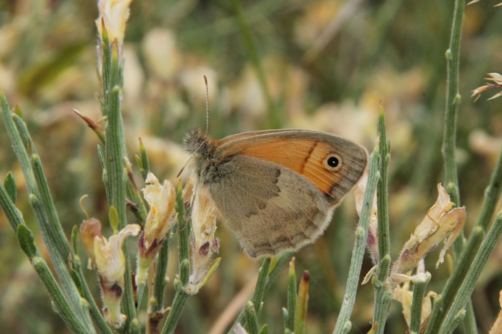 Alcune specie che non ho trovato in galleria